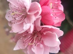 -南国桃园旅游度假区