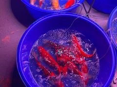 -中环花鸟鱼虫市场