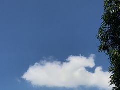 -王借岗森林公园