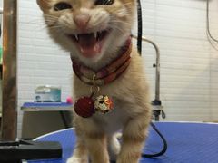-PETKIT小佩宠物(古北店)