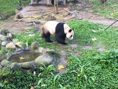 -都江堰中华大熊猫苑