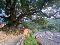 -杨家堂村