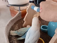 -吉丁鸟咖·异宠·寄养