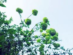 -桃花岛景观公园