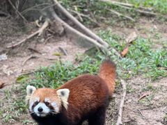 -深圳野生动物园