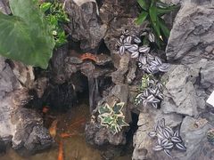 景观位-四季合味椰子鸡(南山大冲店)