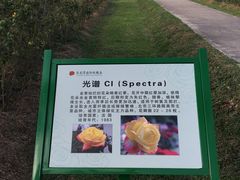 -亚龙湾国际玫瑰谷