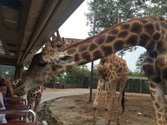 -清迈夜间动物园