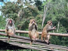 -西双版纳原始森林公园