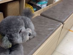 -宠福鑫康馨动物医院·骨科·眼科