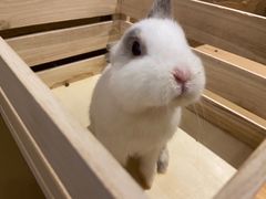 -猫猫幼稚园·撸猫·桌游·电玩