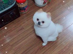 -八公叔叔宠物美容连锁(春申店)