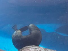 -海合安成都极地海洋公园