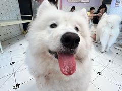 -毛绒耶耶撸宠馆·猫咖·狗咖·荷兰猪咖