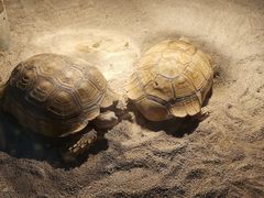 -祥源·阜阳生态乐园