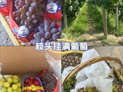 -马陆小张葡萄园农家乐