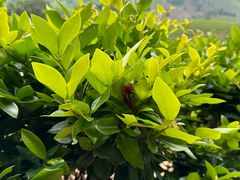 一条巨大的毛毛虫-白茶原·一片叶子