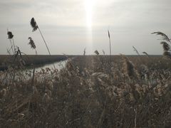 -盐城丹顶鹤湿地生态旅游区