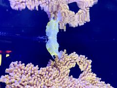 -上海海洋水族馆