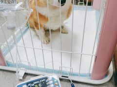 -佳佳动物医院