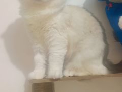 -小呆的宠物店·宠物售卖·宠物寄养(城西店)