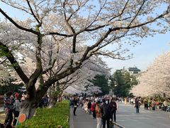 -武汉大学-樱园