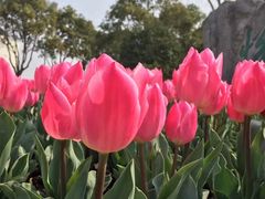 -上海鲜花港