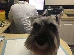 -安安宠医·安宠宠物医院