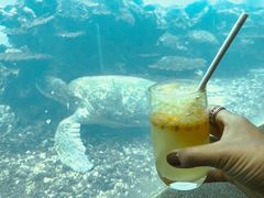 -涛·海底餐厅·美人鱼·自助餐·海底隧道(三亚海棠湾洲际度假酒店)