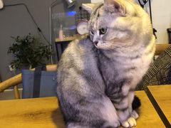 -平行世界·猫咖(首经贸店)