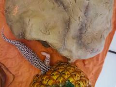 -酷以爬仙阁实体爬宠店·守宫·蜥蜴·专业繁育