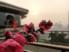 -金鸡山公园