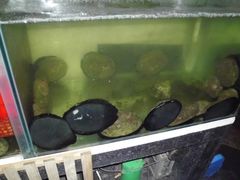 鲍鱼-同乐酒楼(皇后镇店)