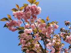 -洋湖国家湿地公园