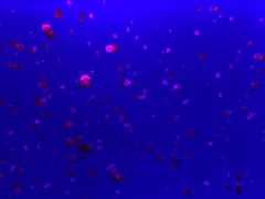 -多彩贵州城极地海洋世界