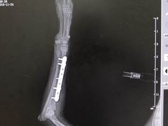 -喜多萌中农锦绣动物医院24H·猫科·牙科MRI·CT