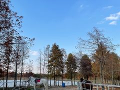 -上海海湾国家森林公园