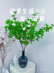 -变美丽半永久纹眉连锁·机器野生眉·洗眉