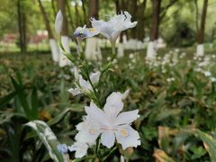 -花溪公园