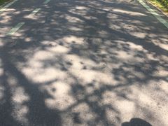 -合肥滨湖国家森林公园