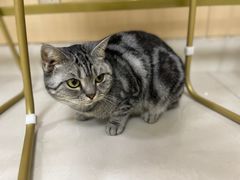 -鼓捣猫呢主题猫咖店