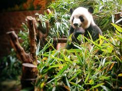 景点-成都大熊猫繁育研究基地