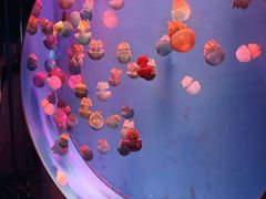 -广州海洋馆