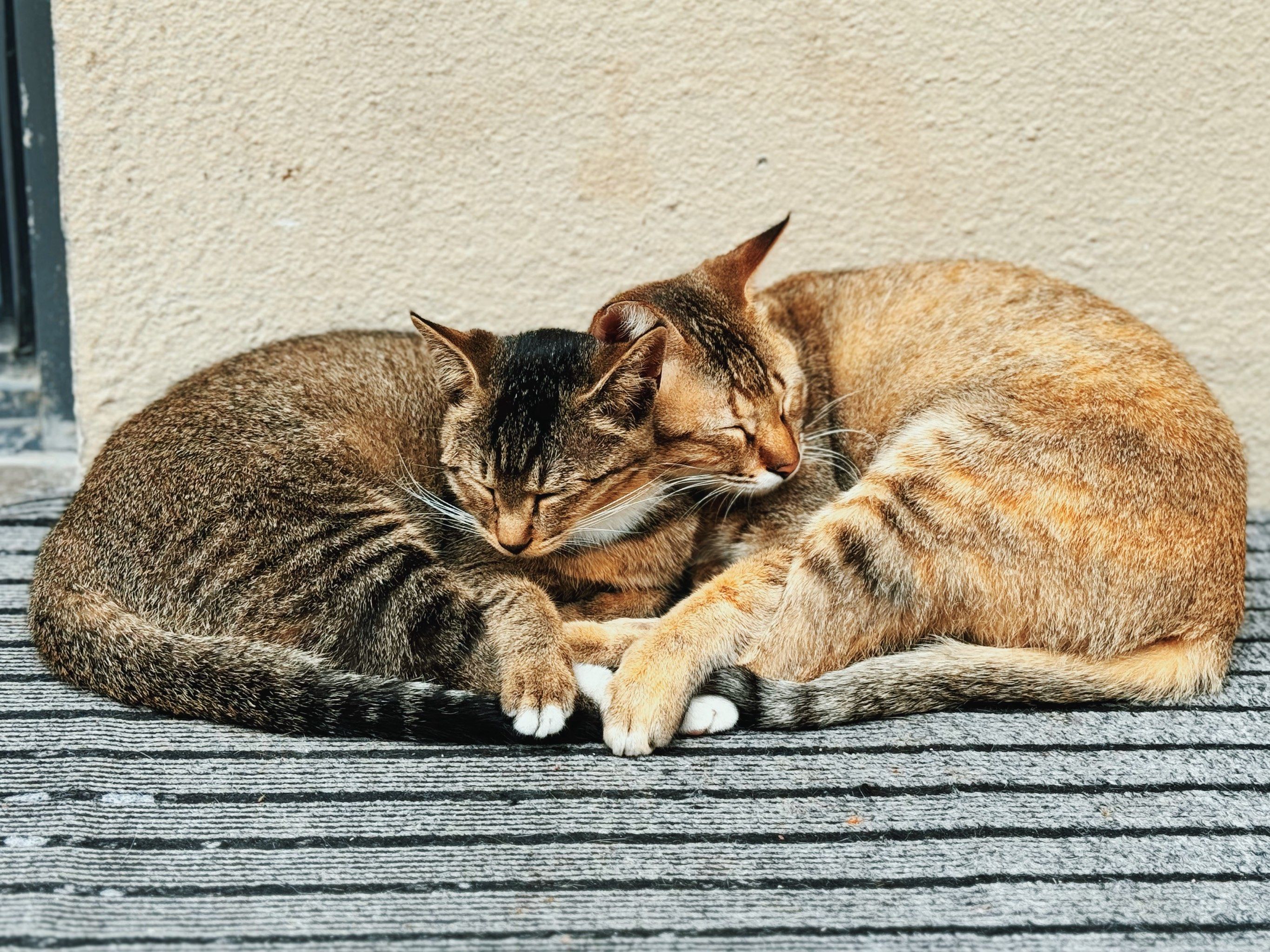 是台风,早上出门感觉还是挺冷的,也不知道外面的猫猫合作过得怎么样了
