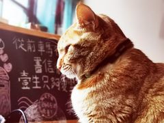土豆猫咪-新月集庭院咖啡馆(老邮局店)