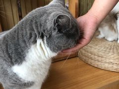 -Catmate·猫肥家润(金润铂宫店)