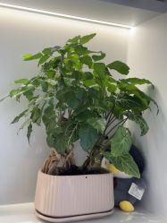 -杭州米兰柏羽医疗美容医院