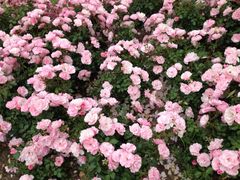 iphone_upload_pic-上海鲜花港