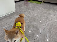 -瑞鹏宠物医院·骨外科·心肾科·肿瘤科(九亭店)