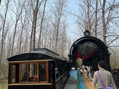 -合肥滨湖国家森林公园